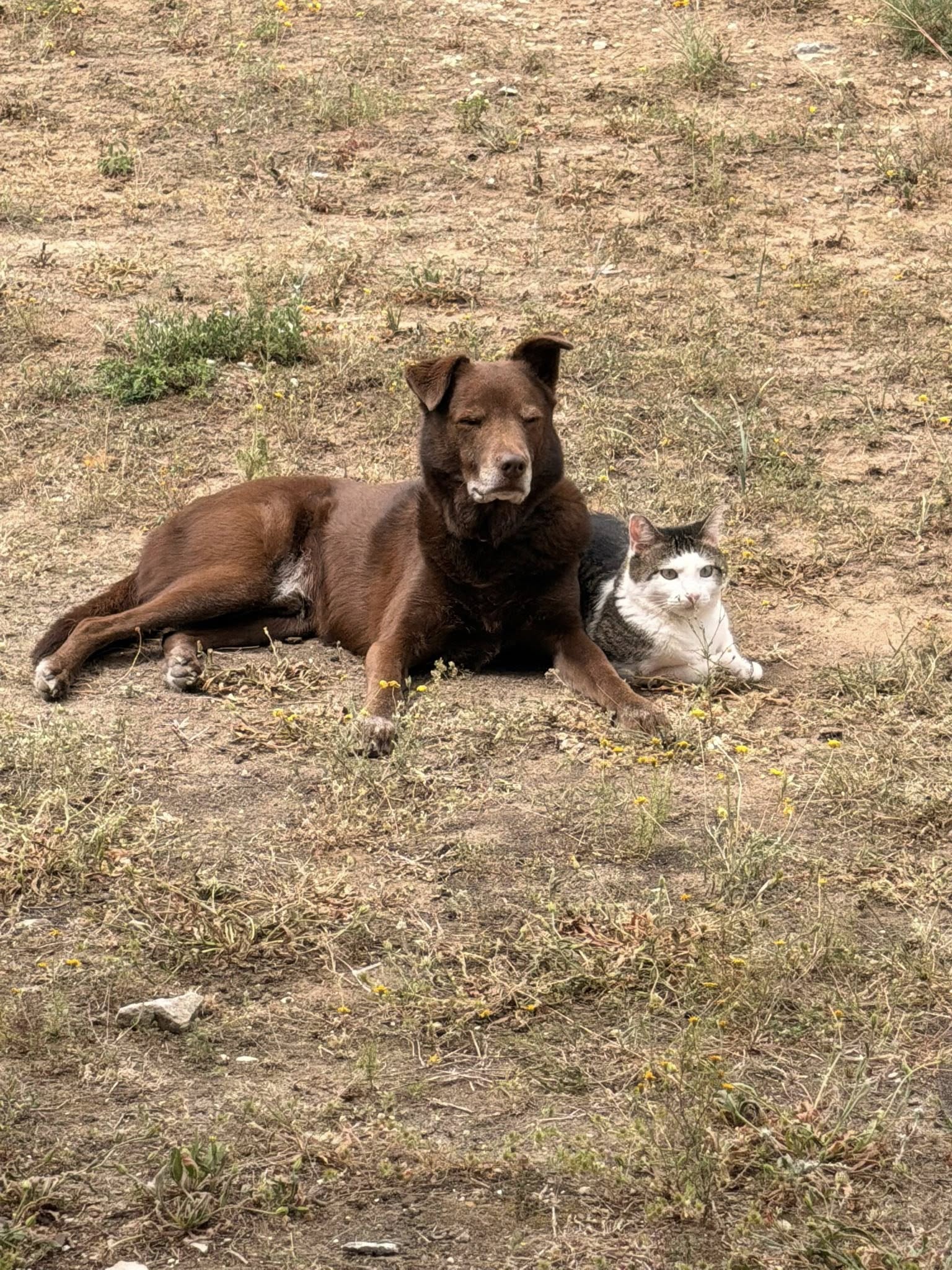Dog and cat resting together outdoors