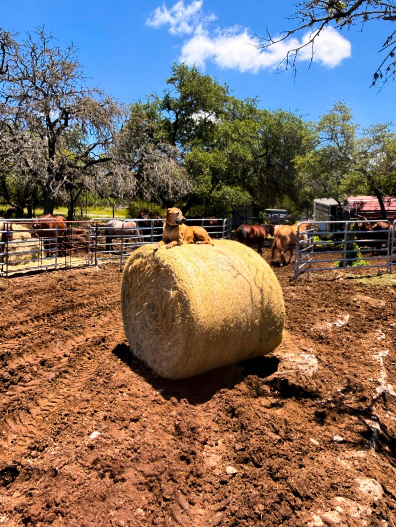 Equine therapy setting with horses
