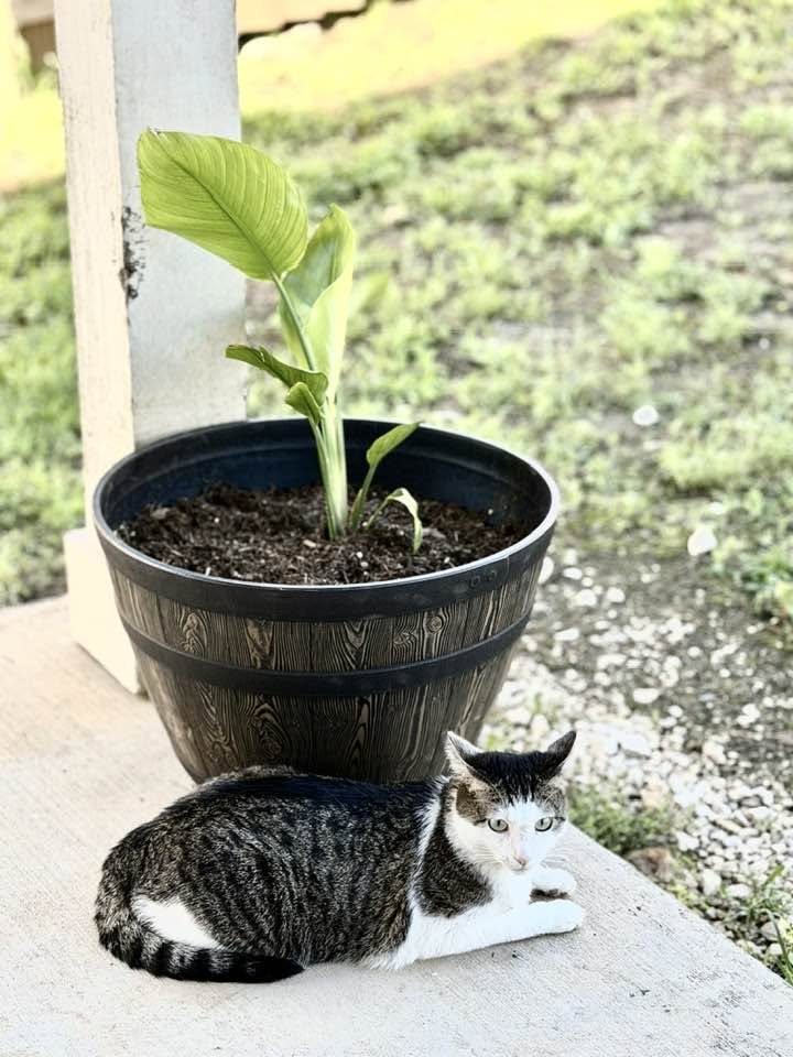 Cat resting near a plant on the porch